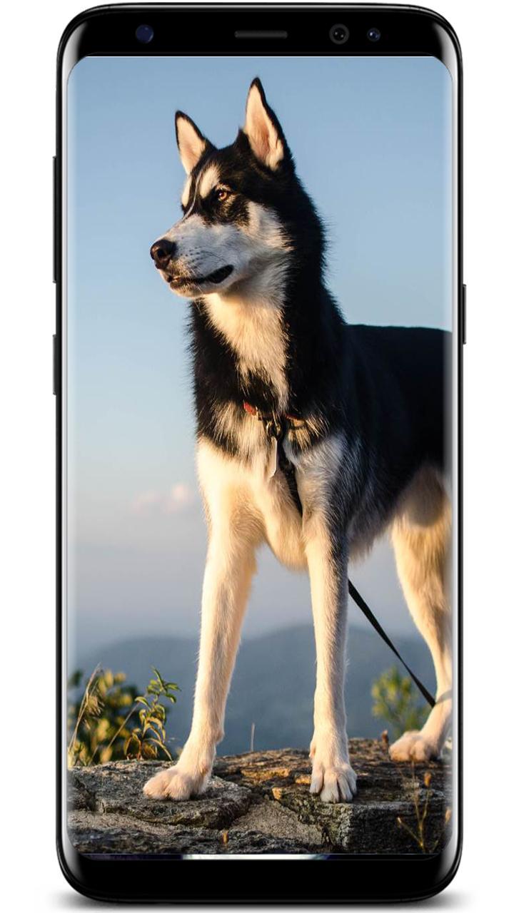 Android 用の 新しいシベリアンハスキーの壁紙 Apk をダウンロード
