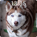 Husky Lock Screen & Wallpapers APK