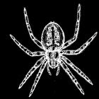 Icona Zombie Spiders