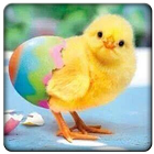 Baby Chick Sounds icono