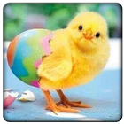 Baby Chick Sounds simgesi