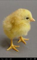 Baby Chick Sounds plakat