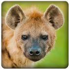 Laughing Hyena Sounds আইকন