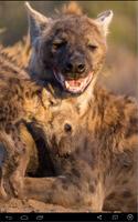 Laughing Hyena Sounds Affiche