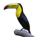 APK Know Your Birds