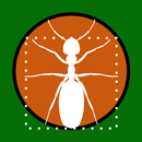 APK Ant Zen