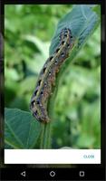 Insect Crop Scouting تصوير الشاشة 2