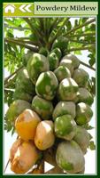 Papaya English স্ক্রিনশট 1