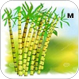 Sugarcane icon