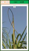 Sugarcane capture d'écran 3