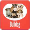 Bulldog Dog Breeds