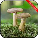 Mushroom Wallpapers HD (backgrounds & themes) APK