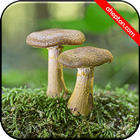 Mushroom Wallpapers HD (backgrounds & themes) icône