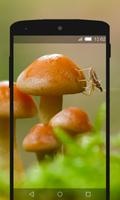 Mushroom Wallpapers HD (backgrounds & themes) capture d'écran 1