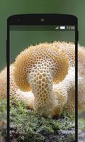 Mushroom Wallpapers HD (backgrounds & themes) capture d'écran 2