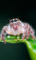 Spider Wallpapers imagem de tela 2