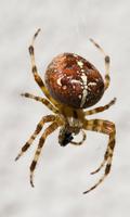 Spider Wallpapers Cartaz