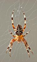 Spider Wallpapers imagem de tela 1