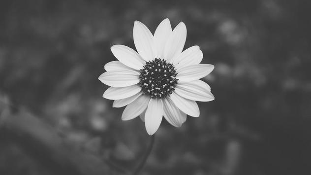 Black and white wallpaper hd apk screenshot Black and white wallpaper hd apk screenshot