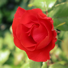 Red Rose Wallpaper icono