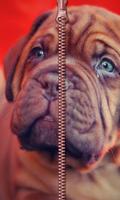 Puppy Zipper Screen Lock Affiche