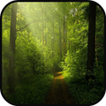 Top Forest Wallpapers
