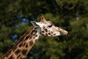 Free Giraffe Images capture d'écran 3