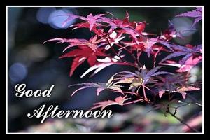 Free Good Afternoon Wish Card 포스터