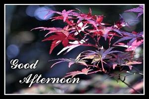 Free Good Afternoon Wish Card Affiche