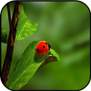 Free Green Images APK