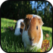 Top Guinea Pig Wallpapers