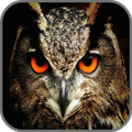 Owl Wallpapers