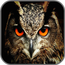 Owl Wallpapers APK