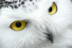 Owl Wallpapers imagem de tela 1