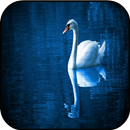 Free Swan Images APK