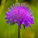 APK Flora des Alpenraums