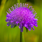 Flora des Alpenraums ícone