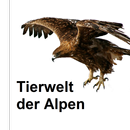 APK Tierwelt des Alpenraums