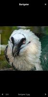 Vögel bestimmen 스크린샷 3