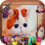 Lovely Cat Jigsaw Puzzle