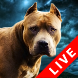 Fighting Dogs Live Wallpaper icône