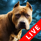 Fighting Dogs Live Wallpaper ícone