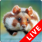 Hamster Live Wallpapers icône