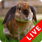 Rabbits Live Wallpaper-icoon