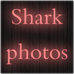 Shark Photos