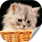 ikon Cute Kitten Cats Wallpapers