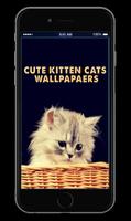 Cute Kitten Cats Wallpapers poster