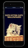 Cute Kitten Cats Wallpapers screenshot 1