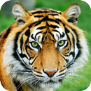Sonidos de animales-APK