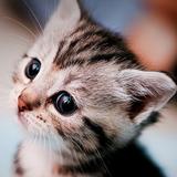 Wallpaper Kucing Lucu أيقونة